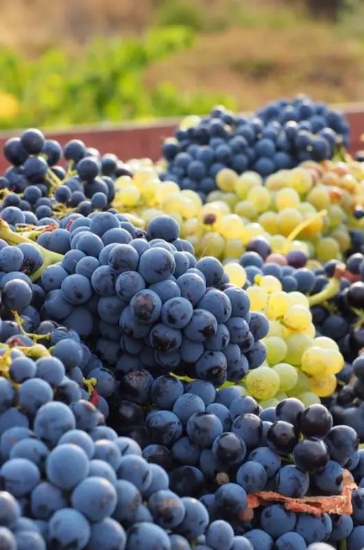 Les vendanges au Clos Rivieral