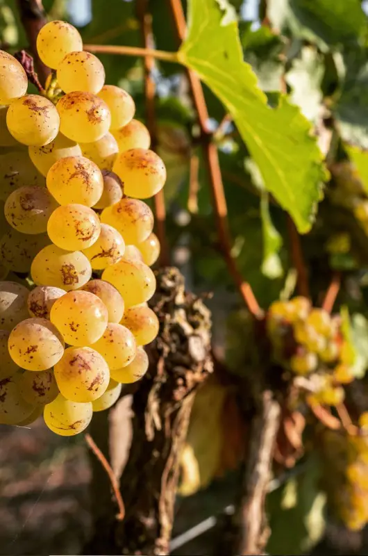 Vignes du Domaine Belargus