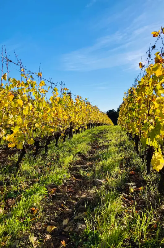 Les vignes du Clos Rivieral