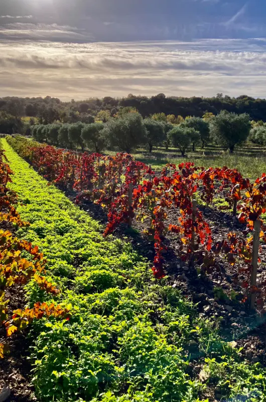 Les vignes du Clos Rivieral