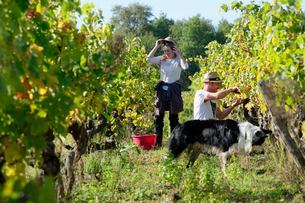 Deux vendangeurs récoltant des raisins dans le vignoble du domaine Clau de Nell, accompagnés d'un chien, sous un ciel ensoleillé