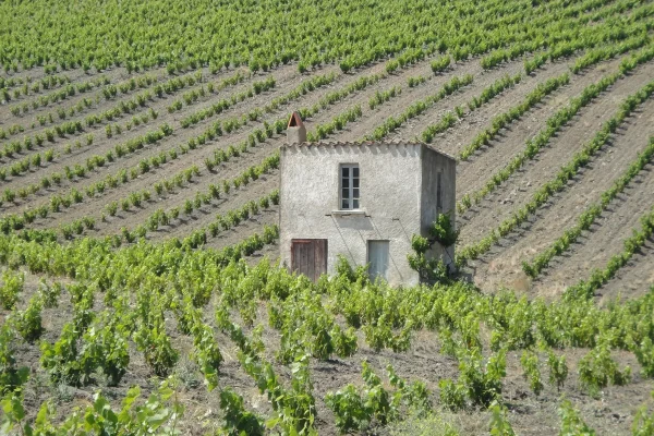 Domaine bio Chaluleau Pons