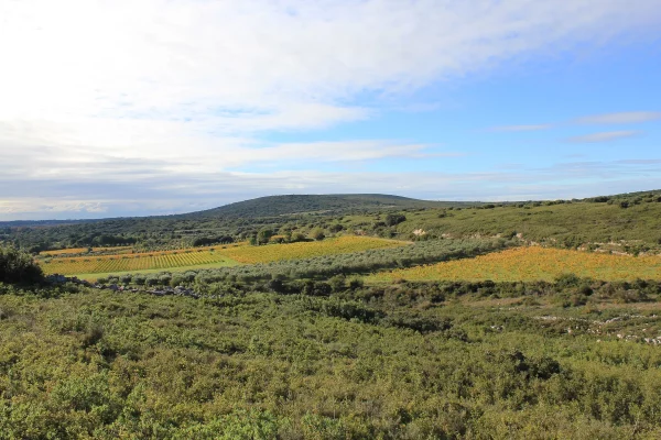 Domaine bio Clos des Nines