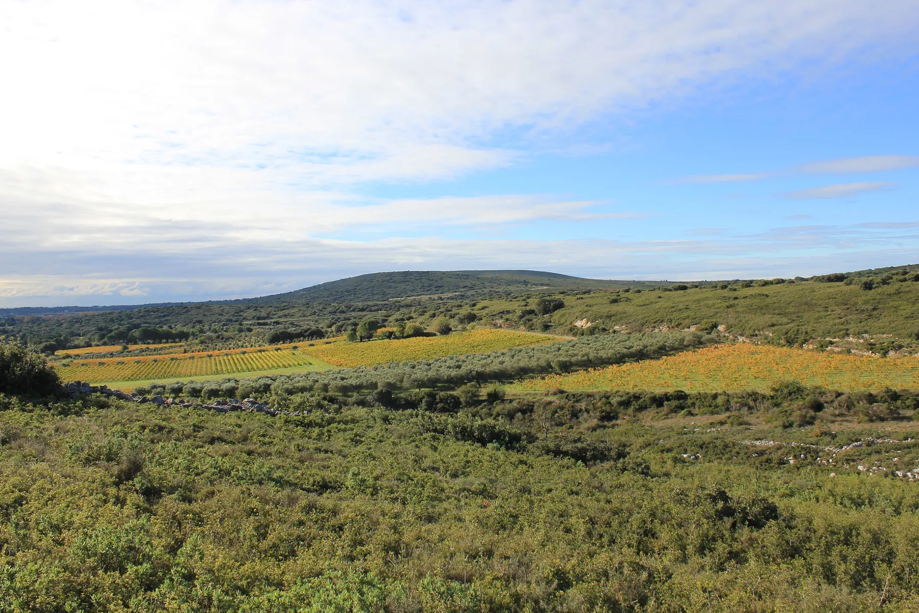 Domaine bio Clos des Nines