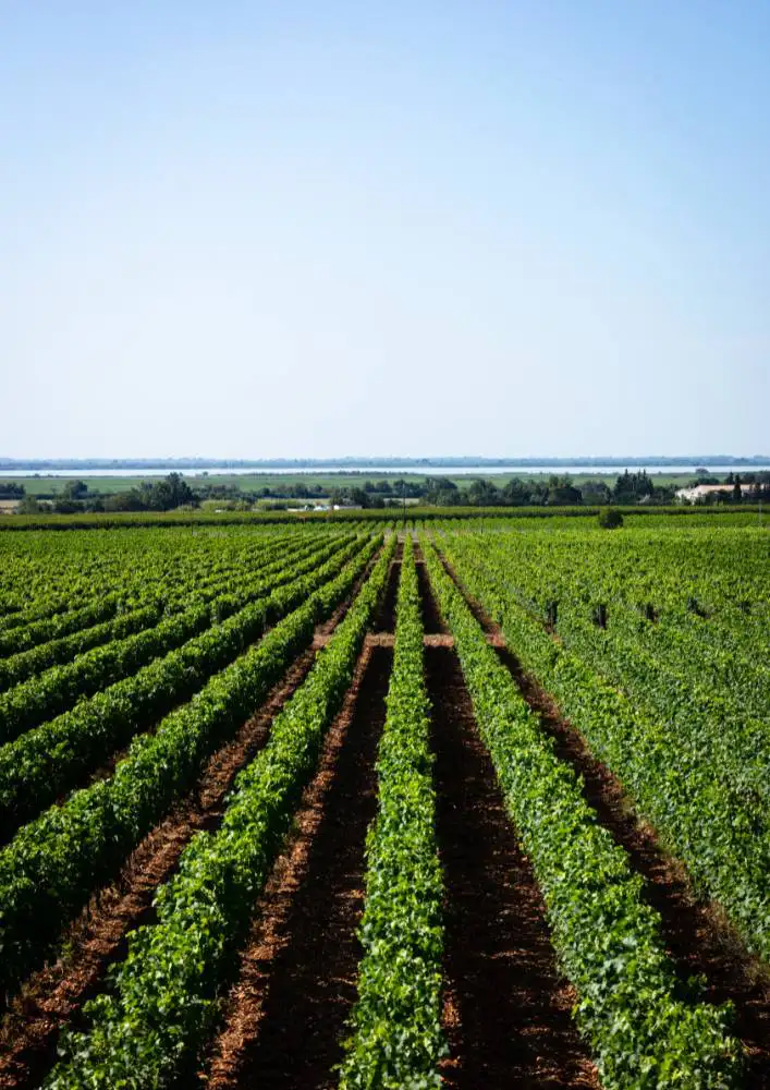 Parcelle de vignes du Ch&acirc;teau Beaubois