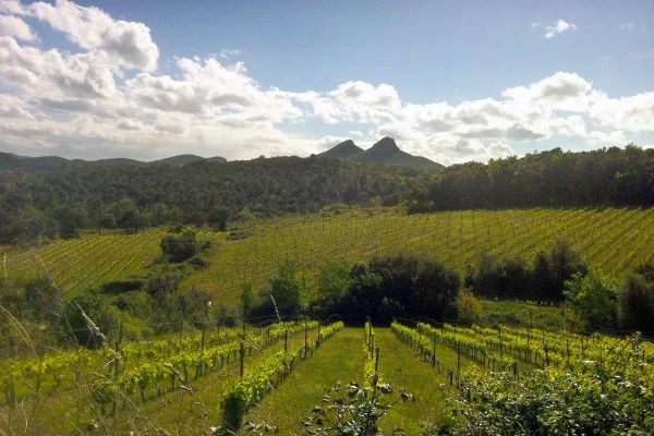 Vigne au printemps au domaine Mas Seren