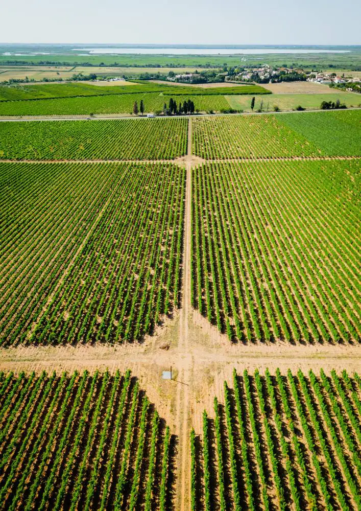 Vignes du Ch&acirc;teau Beaubois