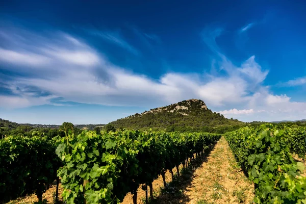 Vignes du Château la Dournie