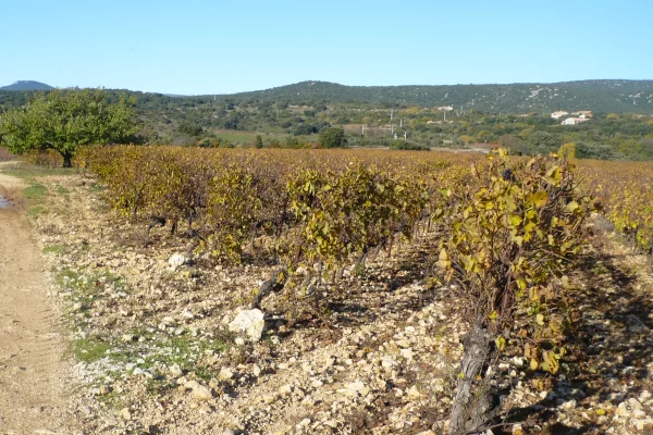 Vignes bio du domaine de Montcalmès