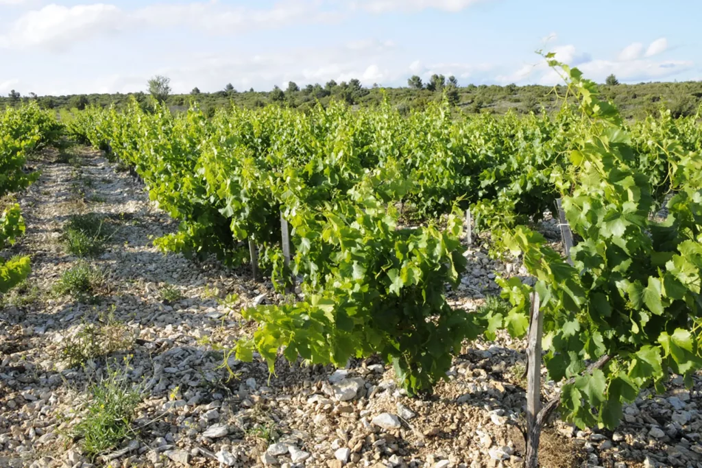 Vignoble du Château Coupe-Roses