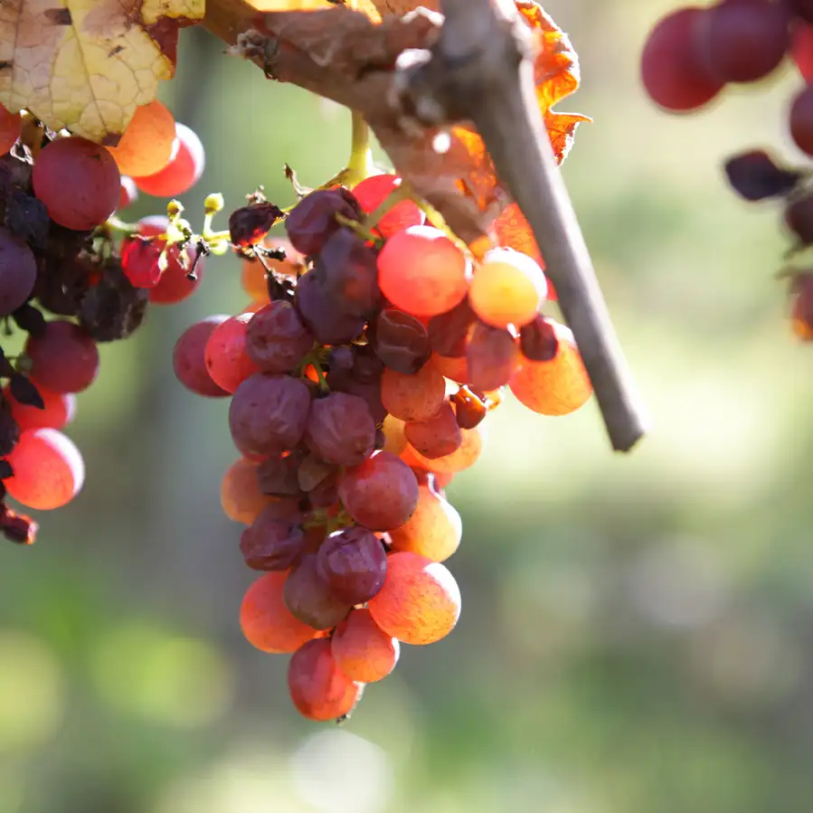C&eacute;page Gewurztraminer au Domaine Etienne Simonis