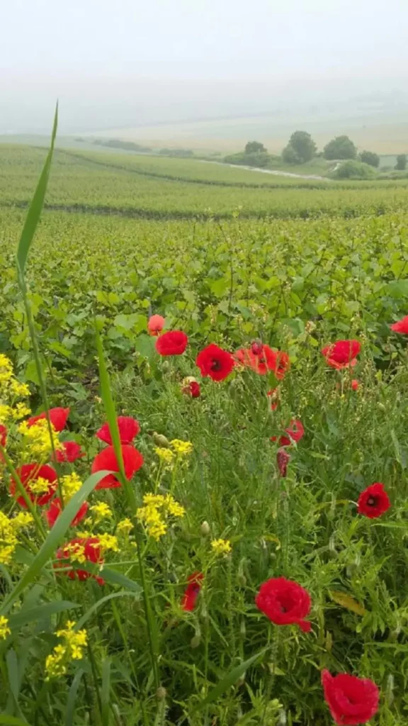 Les vignes Champagne Bailly
