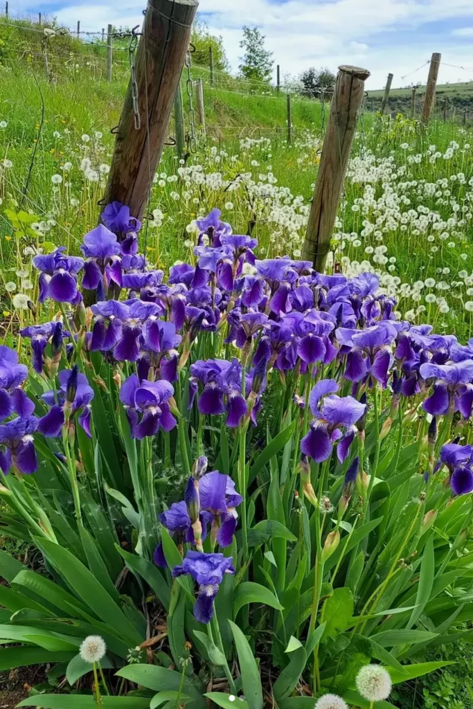 Massif d'iris violets en pleine floraison, entouré de pissenlits et de verdure luxuriante, avec des rangées de vignes en arrière-plan sous un ciel partiellement nuageux