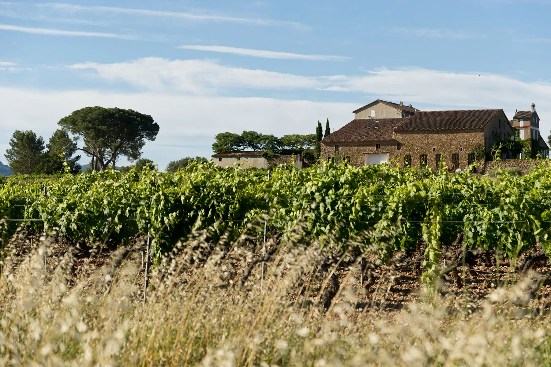 Domaine bio Château la Tour de l'Evêque