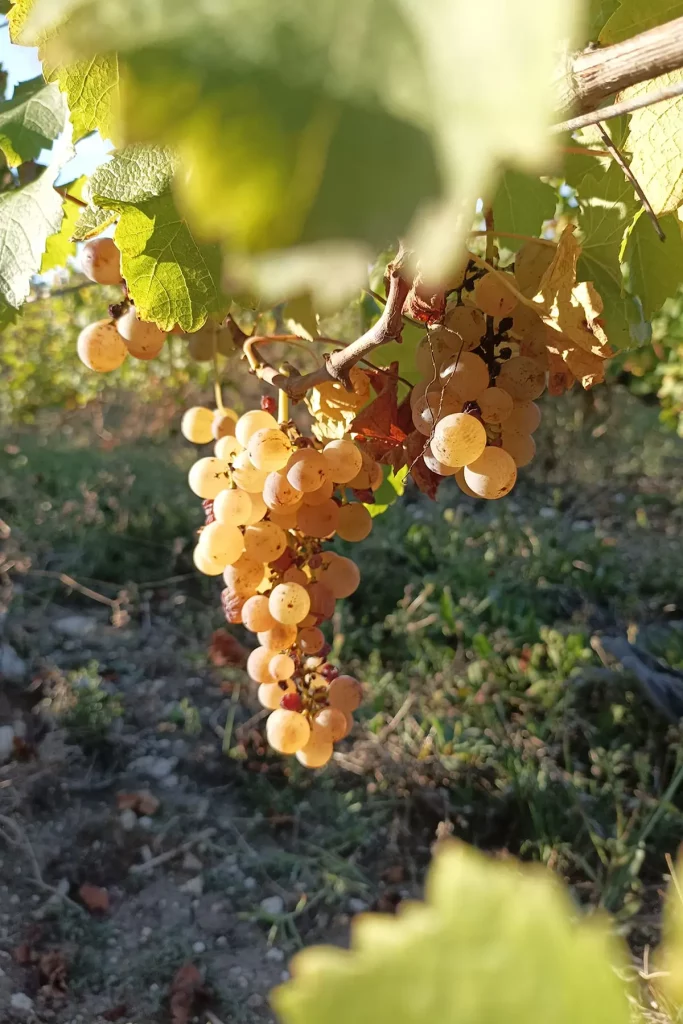 Raisin Grande Maison