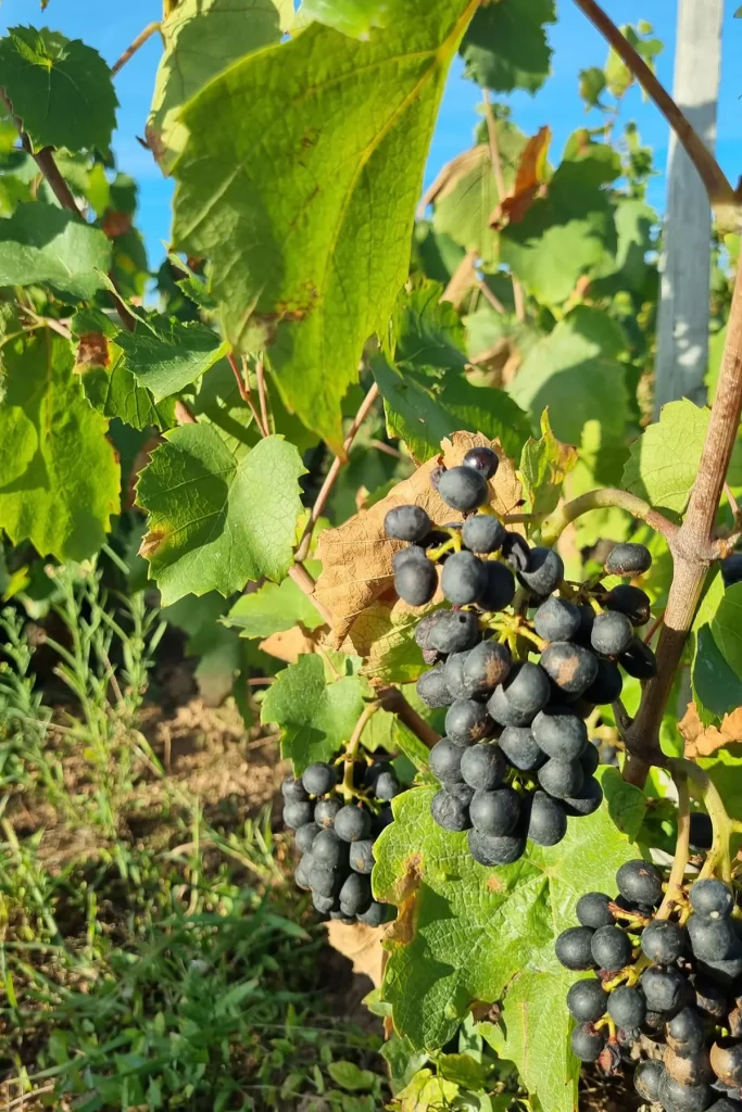 Raisins noirs à la Grange Bourbon