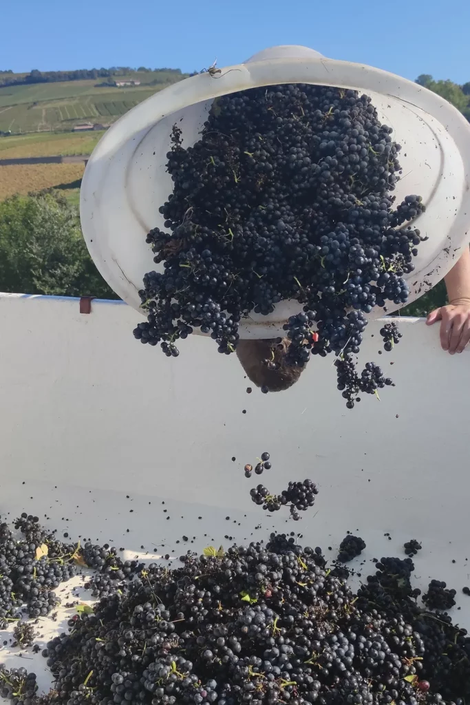 Vendanges au Château de Juliénas