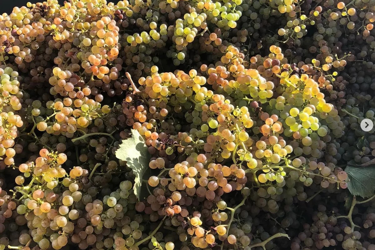 Vendanges au Domaine Nomboly Traydou