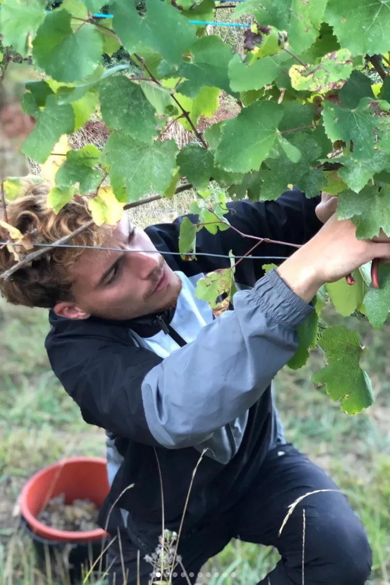 Vendangeur du Domaine Nomboly Traydou