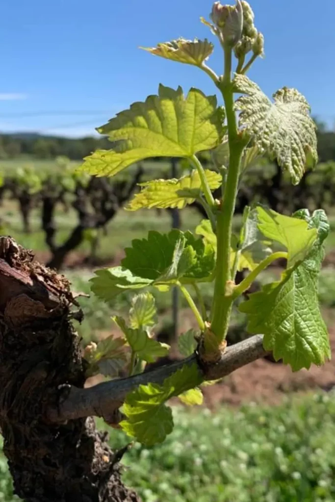 Vigne du domaine Bastide Castel d'Aille