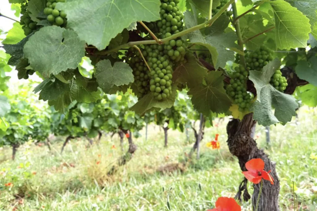 Vignes de l'Abbaye de Lérins