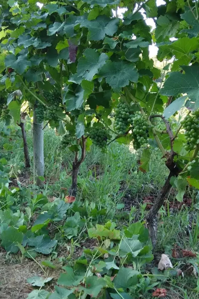Vignes du domaine portant des grappes de raisins verts, entourées de feuillage dense et de verdure, sur un sol herbeux par une journée ensoleillée