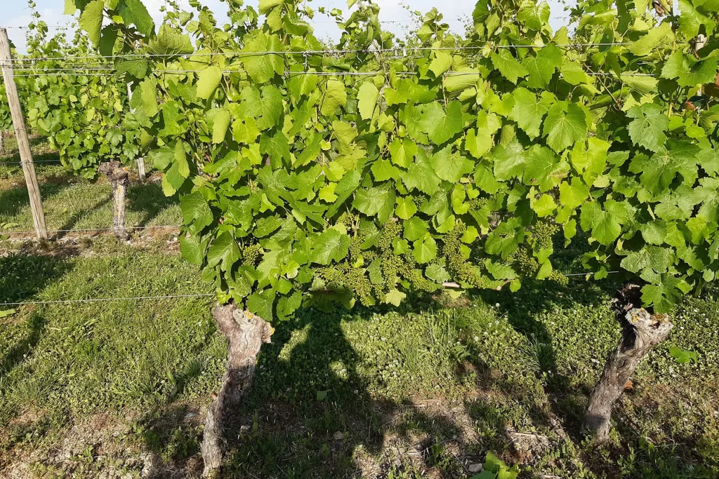 Vignes du Domaine Jean Wambergue