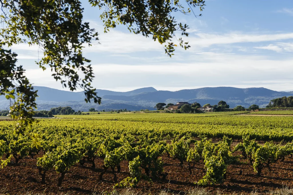 Vignoble du Château La Tour de l'Évêque