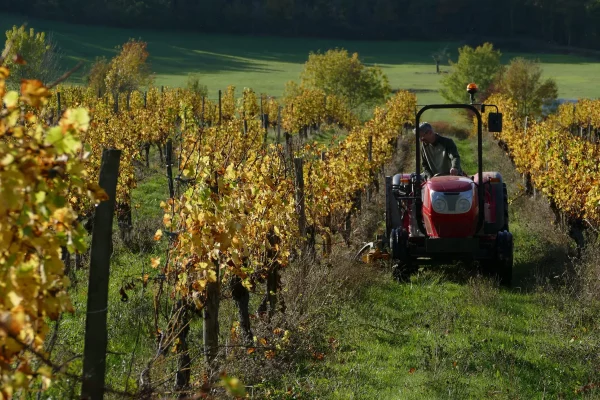 Vignoble du domaine de Grimardy