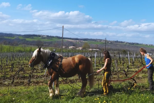 Vignoble du domaine de Lafage