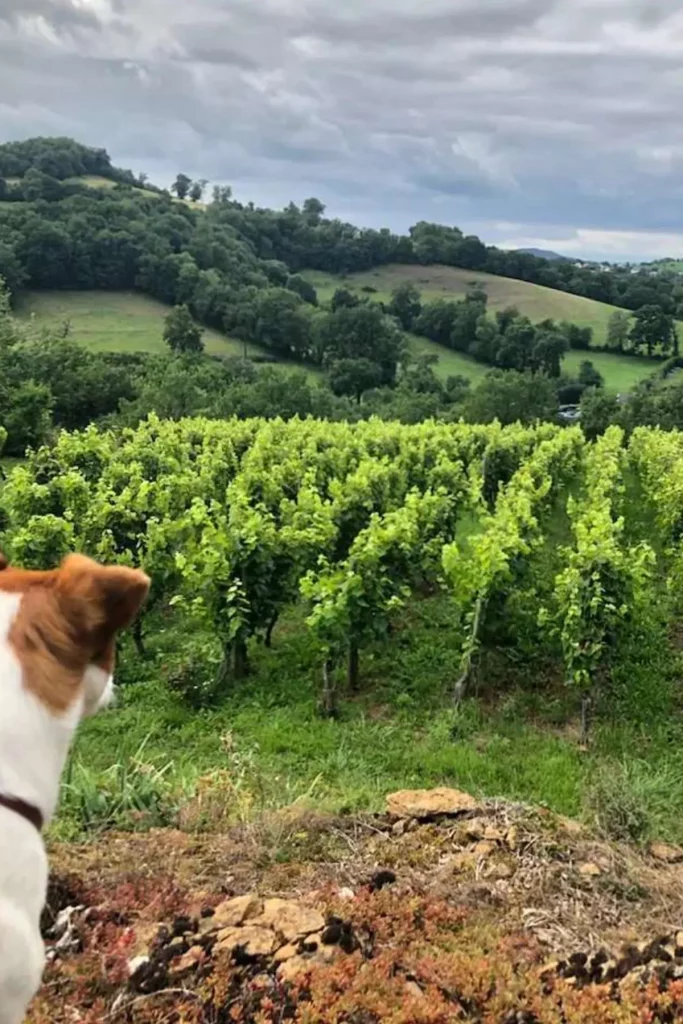 Un chien blanc et marron observant les vignes verdoyantes du domaine, avec des collines boisées en arrière-plan sous un ciel nuageux