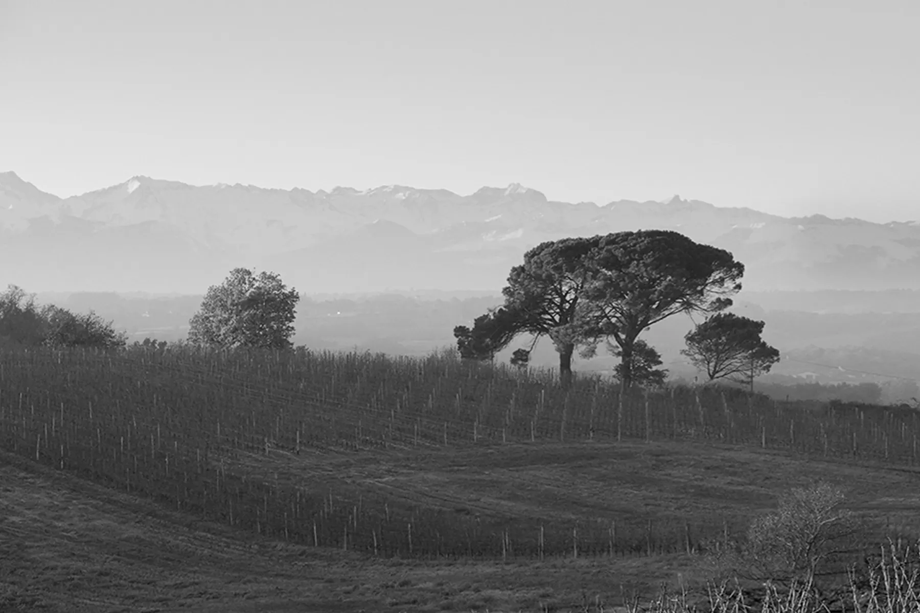 Vingoble du domaine Laougué