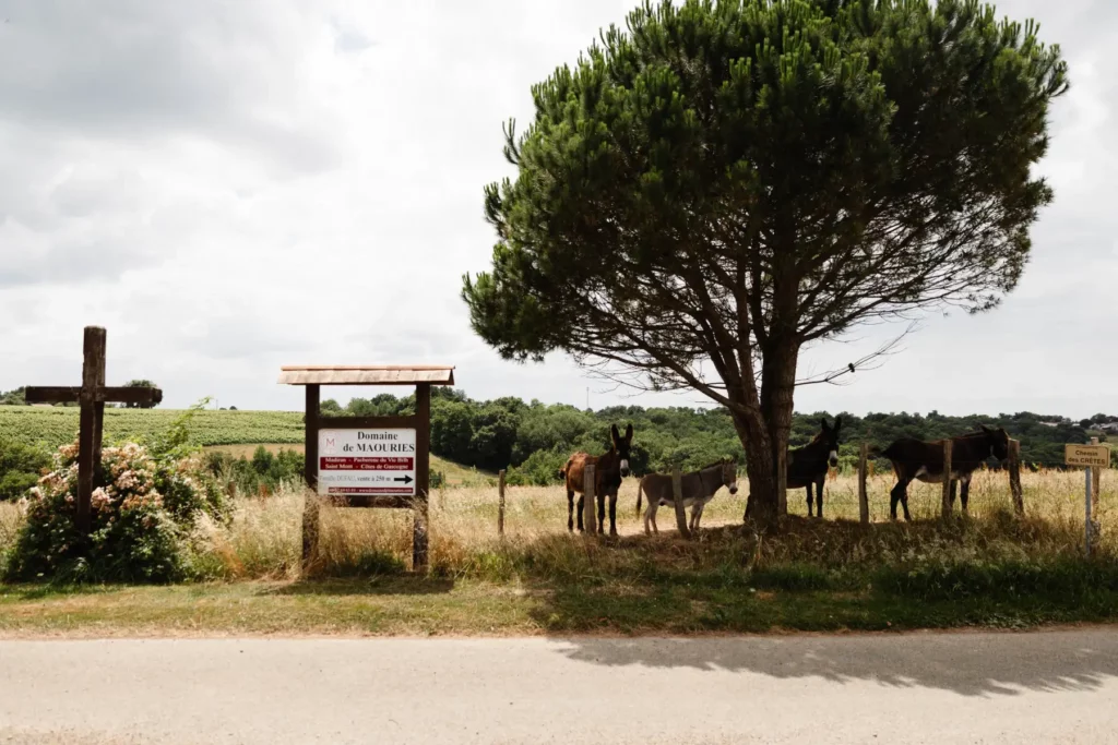Arrivée au Domaine de Maouries