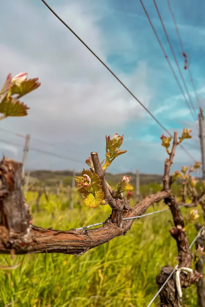 Bourgeons au Domaine du Haut Montlong