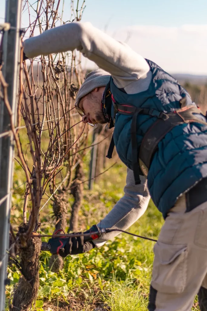 Taille de la vigne au Domaine du Haut Montlong