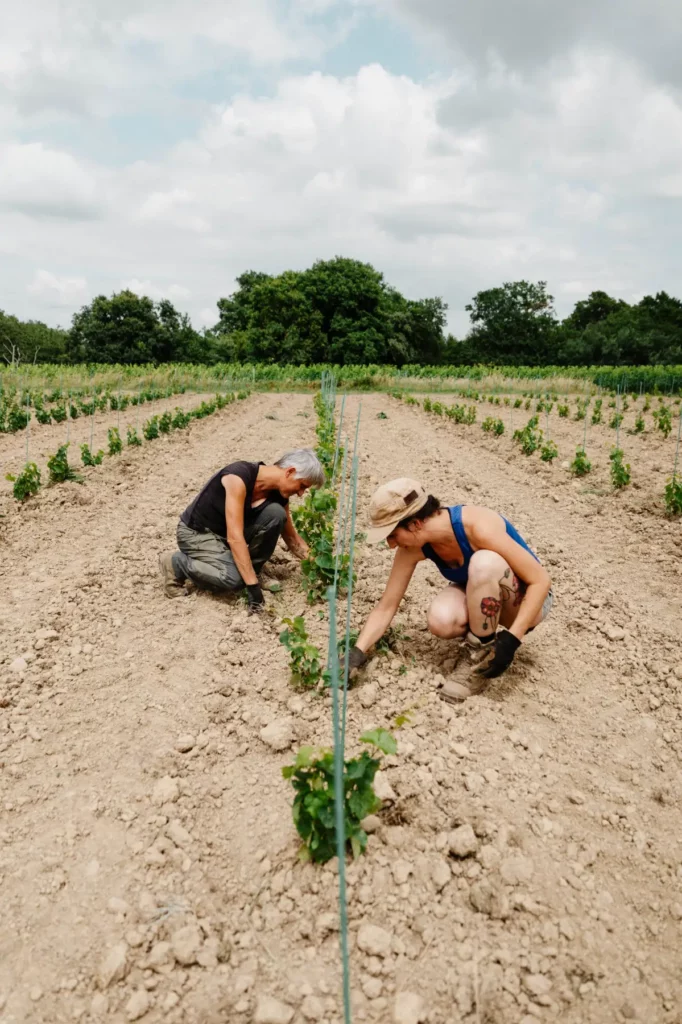 Travail dans les vignes au Domaine de Maouries