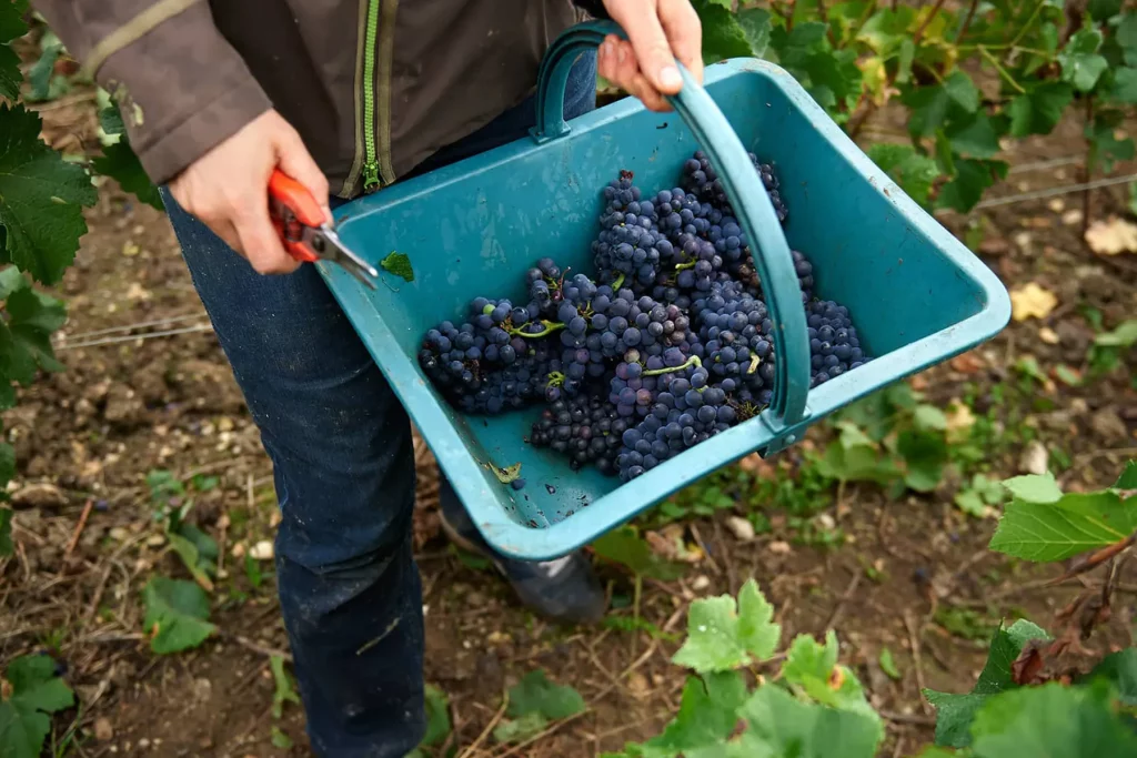 Vendanges à Champagne Caillez Lemaire