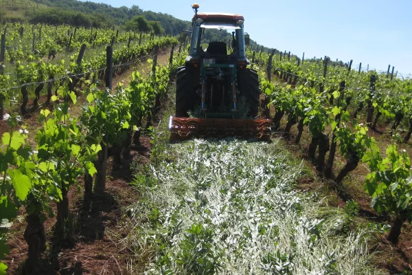 Vignes du domaine des Costes Rouges