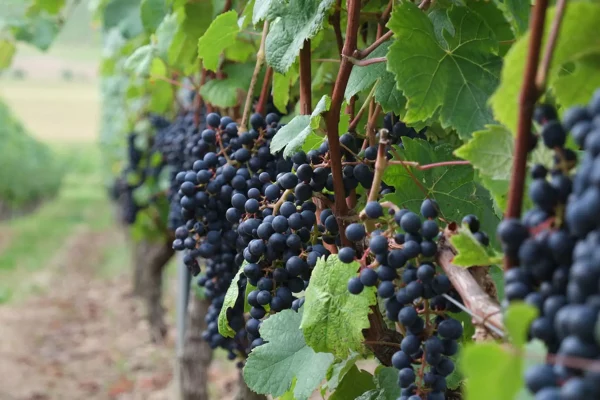 Vignes du domaine Laffont