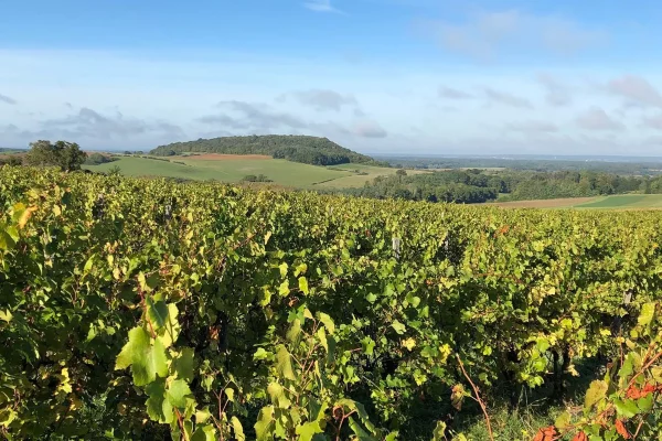 Vignoble du domaine de la Bougarde