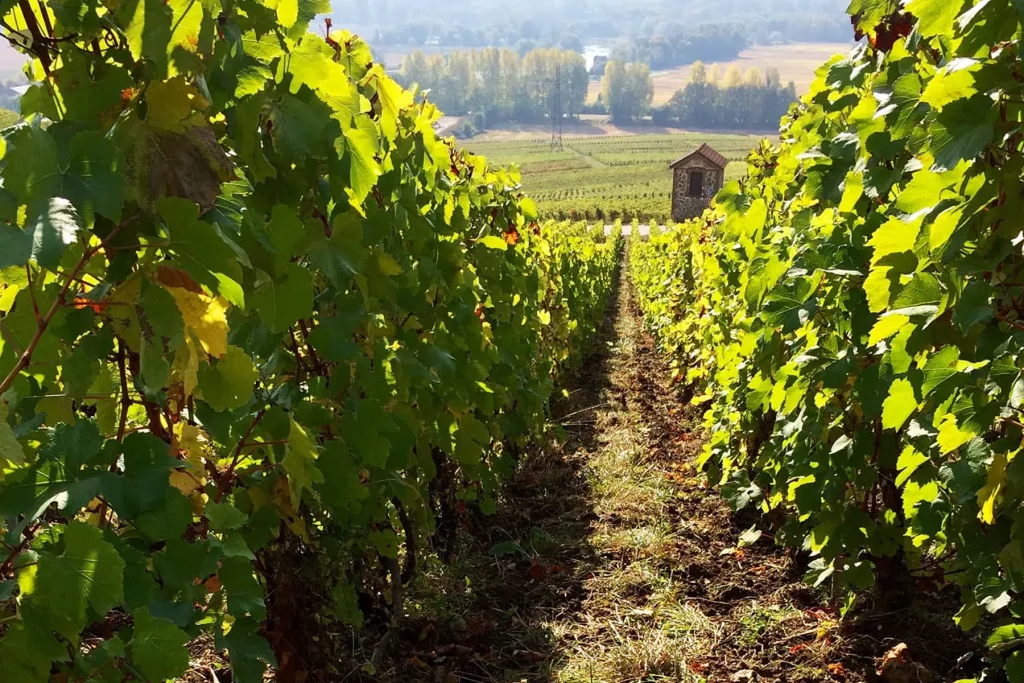 Vignoble de Champagne Caillez Lemaire