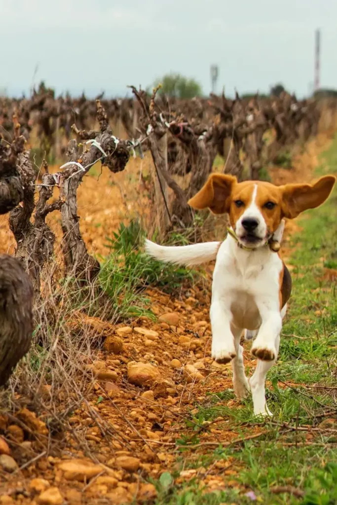 Un chien courant joyeusement entre les rangées de vignes taillées