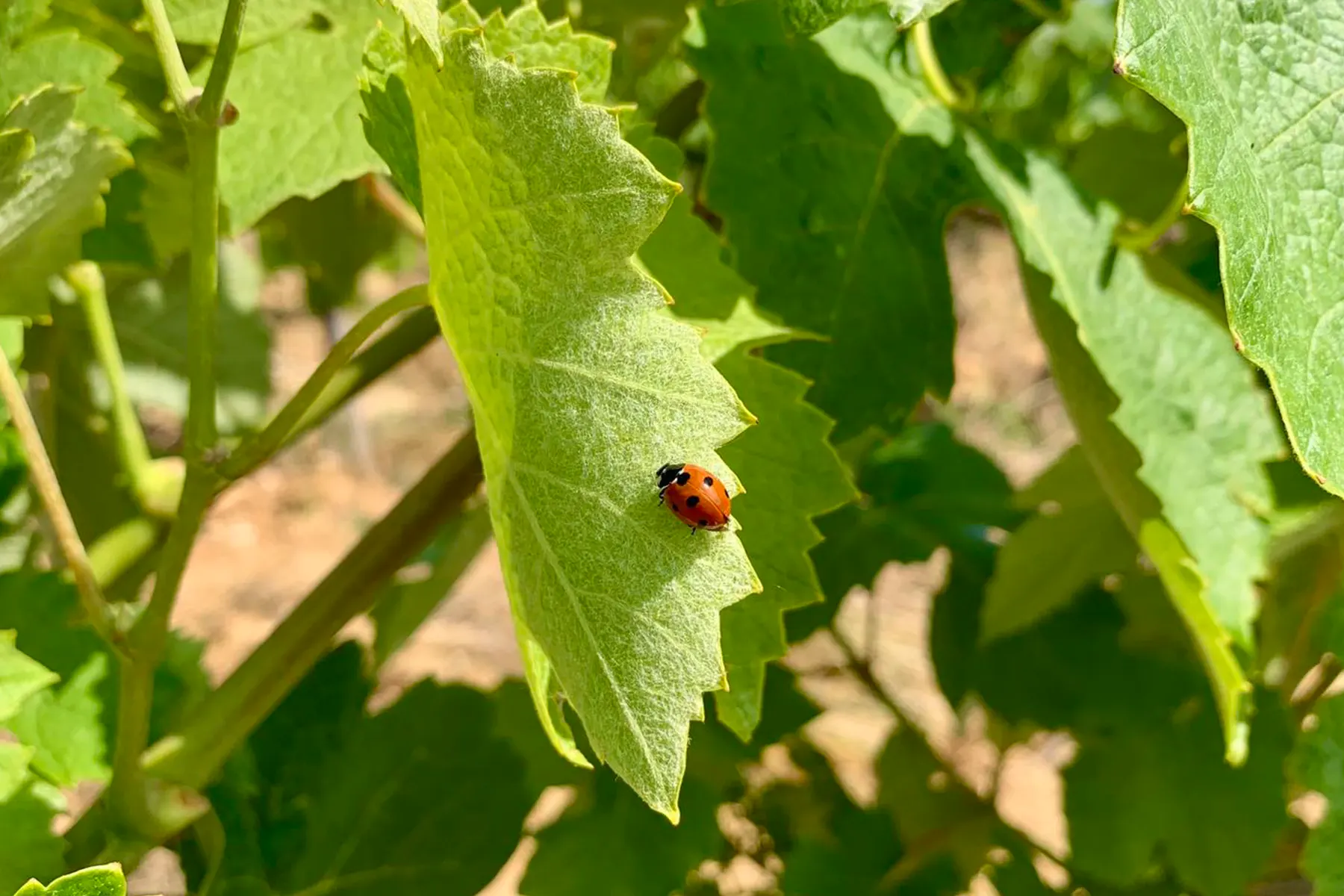 Feuille de vigne du Domaine des Maravilhas