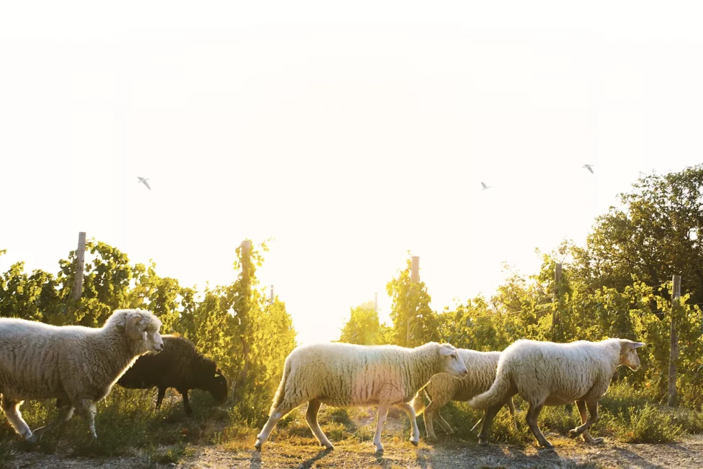 Troupeau de moutons traversant un vignoble ensoleillé