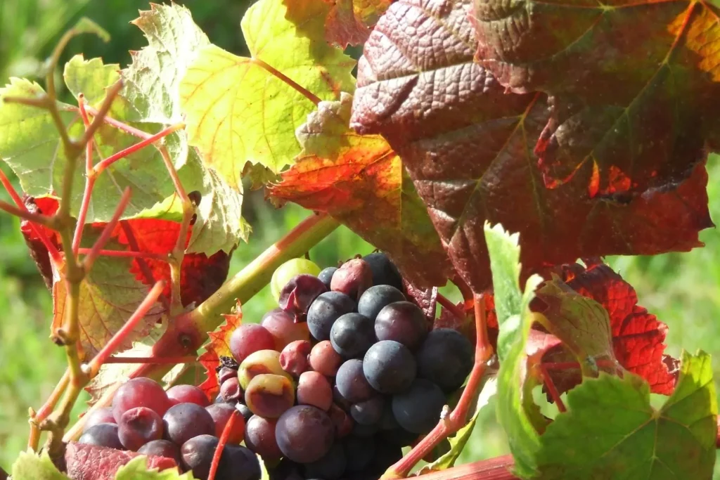 Grappe de raisin rouge mûr entourée de feuilles de vigne aux couleurs vertes et rouges, baignée par la lumière du soleil