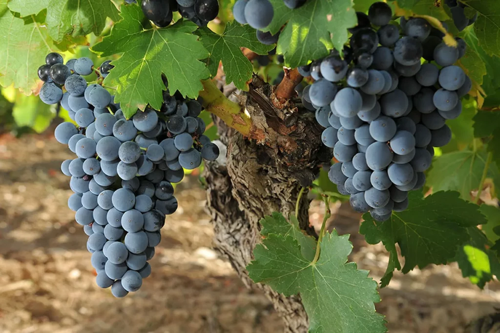 Grappe de raisin noire mûre accrochée à une vigne avec des feuilles vertes