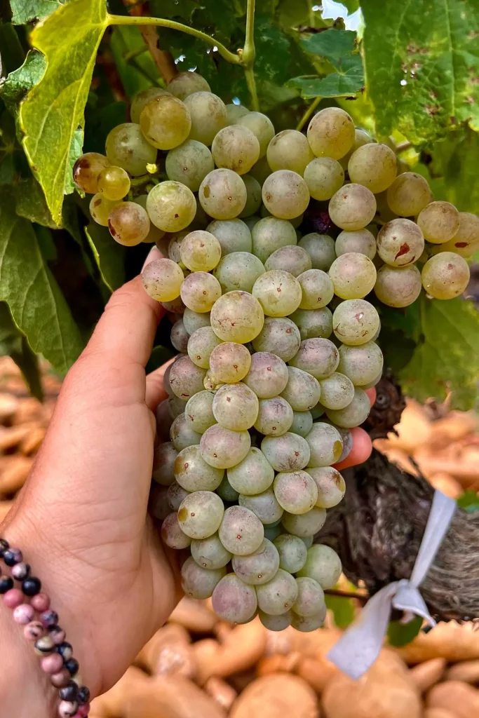 Main tenant une grappe de raisins blancs mûrs accrochée à la vigne, entourée de feuilles vertes