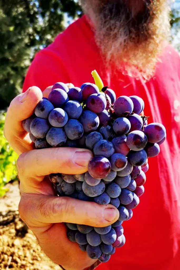 Un homme en chemise rouge tenant une grappe de raisins noirs dans sa main