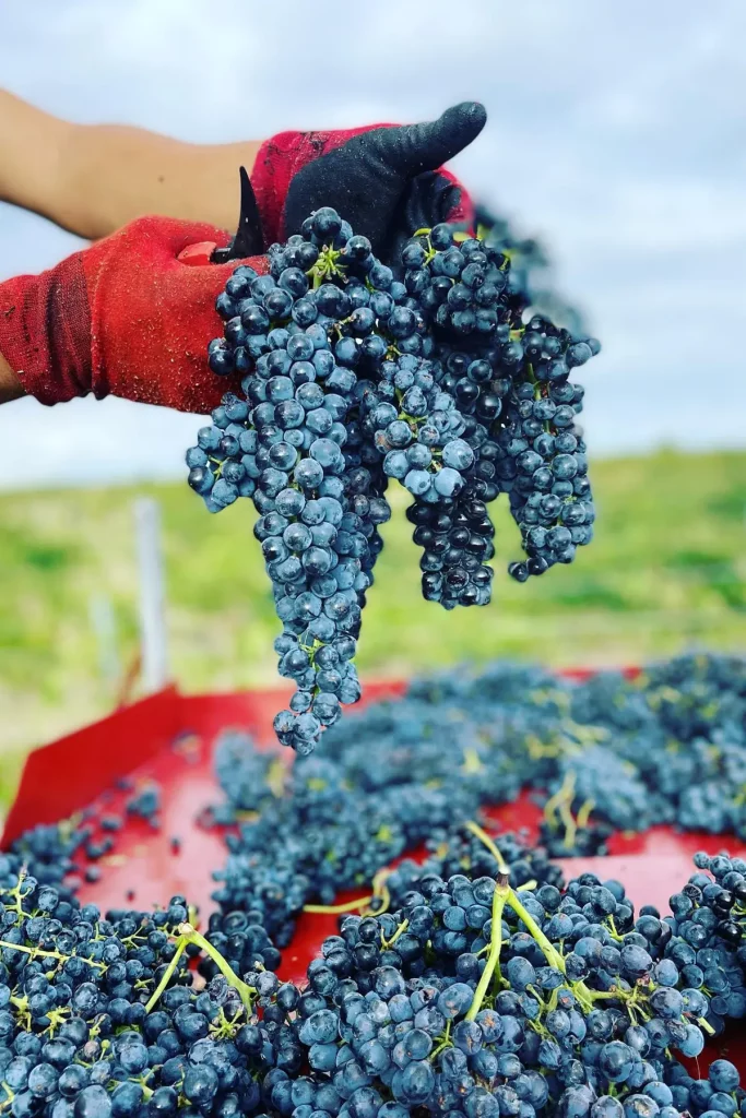 Des mains gantées tenant des grappes de raisins noirs fraîchement récoltés, en fond le ciel bleu et le vignoble verdoyant