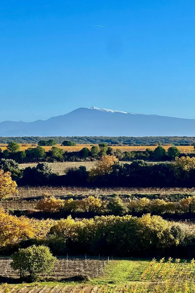 Vue panoramique du vignoble avec des arbres aux couleurs automnales au premier plan et des collines lointaines sous un ciel bleu clair